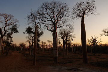 In the beautiful spiny forrest of Madagacar near Ifaty. The baobab trees are very old and some over...