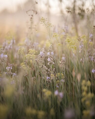 Soft-focus field of wildflowers, muted colors.