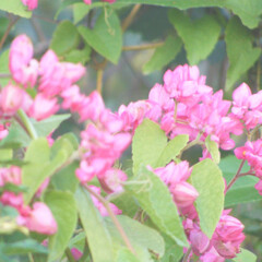 Obraz premium Soft pastel floral scene with pink blossoms and green leaves in a dreamy, diffused light. Gentle nature background ideal for spring themes, romantic designs, wellness art, and creative projects.