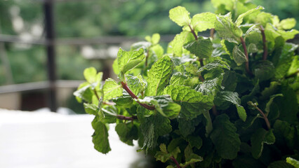 Ginger root vegetables and fresh mint leaves Concept health diet.
