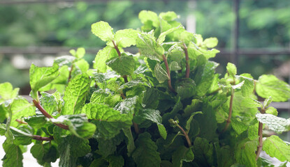 Ginger root vegetables and fresh mint leaves Concept health diet.  © Raksha Shelare