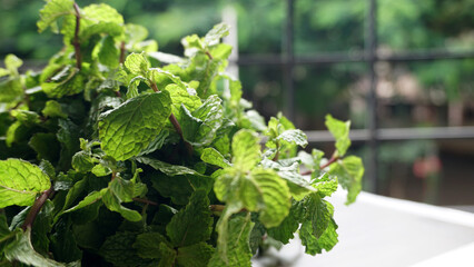 Ginger root vegetables and fresh mint leaves Concept health diet.
