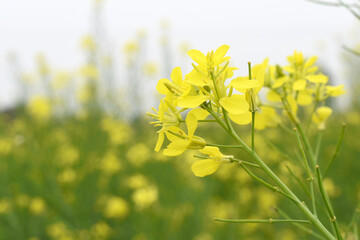 Mustard flower field is full blooming, yellow mustard field landscape industry of agriculture, mustard flowers closeup photo, Oil seed crop cultivation in Pakistan, Full Blooming Yellow Mustard Flo Dw
