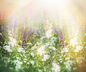 Selective and soft focus on meadow flowers, beautiful nature in meadow