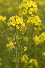 Mustard flower field is full blooming, yellow mustard field landscape industry of agriculture, mustard flowers closeup photo, Oil seed crop cultivation in Pakistan, Full Blooming Yellow Mustard Flo Dw