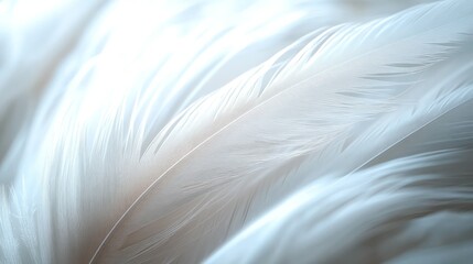 Fototapeta premium Delicate white feathers close-up. Soft, luminous texture