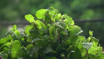 Ginger root vegetables and fresh mint leaves Concept health diet.
