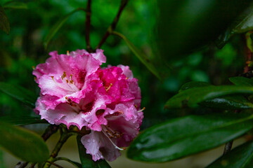 A detailed macro shot of a blooming pink rhododendron flower, showcasing its delicate petals and water droplets. The rich green foliage in the background enhances the flower's vivid hues