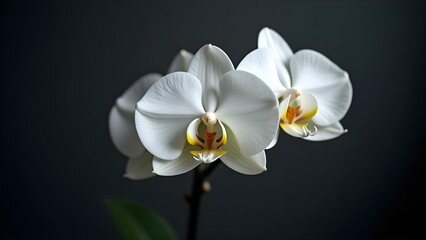 Elegant White Orchid Blossoms on Dark Backdrop: A Delicate Floral Still Life