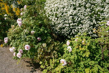 Lush garden with pink flowers of the tree peony (Paeonia suffruticosa), the white-flowering evergreen candytuft (Iberis sempervirens) and the bright yellow Alyssum montanum