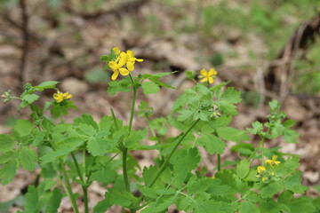 Greater Celandine plant with leaves and flowers growing wild in its habitat.