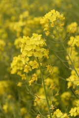 Mustard flower field is full blooming, yellow mustard field landscape industry of agriculture, mustard flowers closeup photo, Oil seed crop cultivation in Pakistan, Full Blooming Yellow Mustard Flo Dw