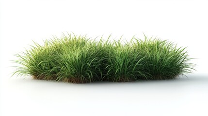 Lush, verdant clump of tall green grass isolated on a white background
