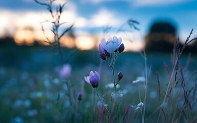 Fototapeta premium Delicate wildflowers in soft twilight light.