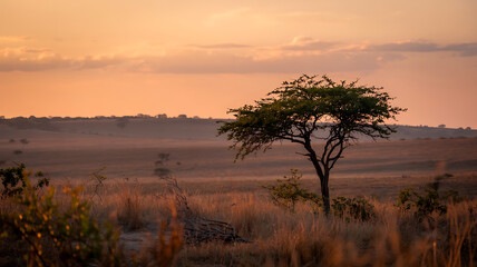 Obraz premium Sunrise over a vast, dry landscape. Single tree stands tall. Golden hues.