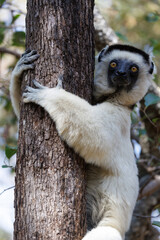 Lemurs in Isalo national park in Madagascar. 