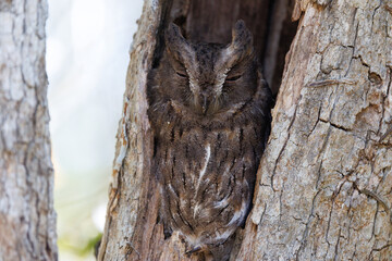 Owl in Isalo national park in Madagascar. 