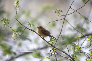 Summer Tanager