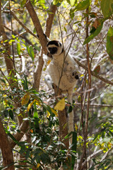 Isalo national park in Madagascar