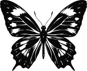 Butterfly silhouette isolated on white background