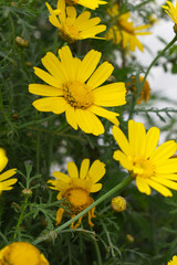 Bright Yellow Crown Daisy, Close-up of a Bright yellow crown daisy flower, blooming in nature, Close-up shot of beautiful yellow Crown Daisy flower (Chrysanthemum coronarium), Crown Daisy,