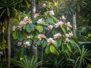 Blooming flowers, lush green leaves, tropical garden.