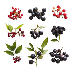 A collection of wild edible fruits, including huckleberries and elderberries, laid out naturally on a white background