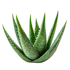 A decorative aloe vera plantTransparent background, PNG file, showcasing its sharp, pointed leaves