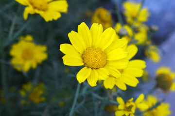 Bright Yellow Crown Daisy, Close-up of a Bright yellow crown daisy flower, blooming in nature,...