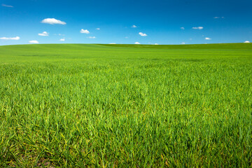 Green huge grain field separates the horizon and blue sky