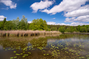 Forest Arboretum in Stradomia Dolna, Poland.
