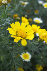 Bright Yellow Crown Daisy, Close-up of a Bright yellow crown daisy flower, blooming in nature, Close-up shot of beautiful yellow Crown Daisy flower (Chrysanthemum coronarium), Crown Daisy,