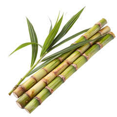 Fototapeta premium Bundle of Fresh Green Sugar Cane Stalks isolated on transparent background