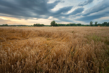 Lodged grain in a field after a storm