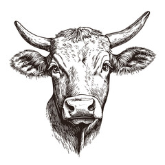 cow head sketch vector .Generative AI