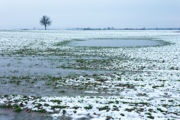 Water and Snow on a Field with a Lone Tree on the Horizon