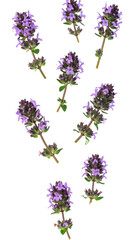 Multiple fresh thyme flowers hovering with realistic texture and natural lighting, isolated on transparent background
