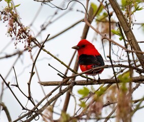 Scarlet Tanager