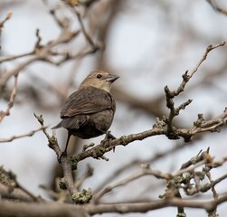 Brown-Headed Cowbird (female)