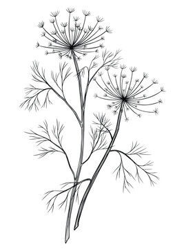 black and white dill plant drawing clip art preview