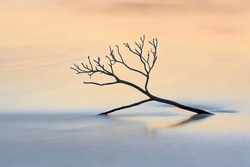Delicate branch rests on tranquil water, soft light