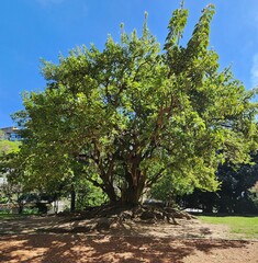Majestic tree with expansive surface roots in Eco Park, Argentina