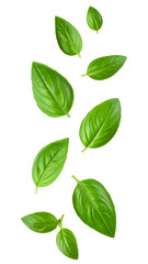 Naklejka premium Fresh basil leaves falling on transparent background