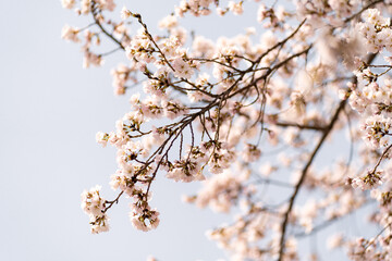 봄이 왔는 계절입니다