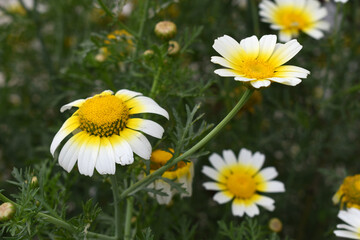 Obraz premium White Yellow Crown Daisy, Close-up of a white and yellow crown daisy flower, blooming in nature, Close-up shot of beautiful White yellow Crown Daisy flower (Chrysanthemum coronarium), Crown Daisy,