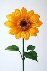 Obraz premium Vibrant sunflower against a plain backdrop. Detailed illustration of a single sunflower with bright yellow petals and green leaves