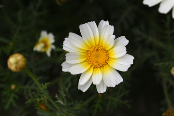 Fototapeta premium White Yellow Crown Daisy, Close-up of a white and yellow crown daisy flower, blooming in nature, Close-up shot of beautiful White yellow Crown Daisy flower (Chrysanthemum coronarium), Crown Daisy,