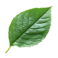 Obraz premium Isolated green leaf close up stock photo for botanical nature design use on transparent background