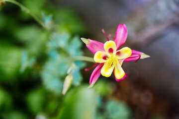 Aquilegia flower. Close-up vibrant red and yellow colour flower. Columbine in green garden