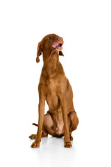 Closeup portrait of Hungarian Vizsla dog sitting and licking nose with curious expression against white background. Concept of domestic animals, pets, veterinary and grooming services, canine food.